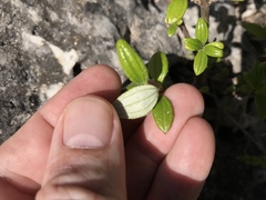Philadelphus texensis