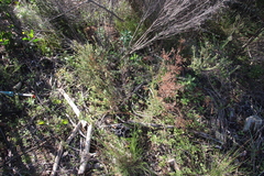 Phylica parviflora