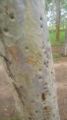 Melanerpes formicivorus