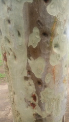 Melanerpes formicivorus