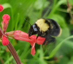 Bombus trinominatus