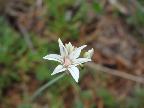 Image of Allium glandulosum by (c) Alexis López Hernández, some rights reserved (CC BY)