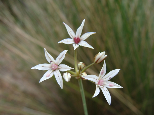 Image of Allium glandulosum by (c) Alexis López Hernández, some rights reserved (CC BY)