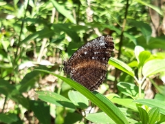 Elymnias casiphone casiphone