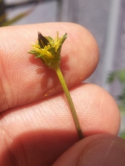 Bidens anthemoides