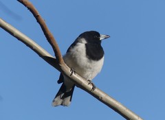 Cracticus nigrogularis
