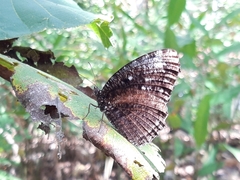 Elymnias casiphone casiphone