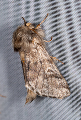Thaumetopoea pityocampa