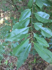 Prunus serotina
