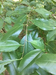 Prunus serotina