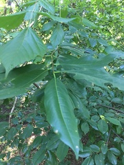 Prunus serotina