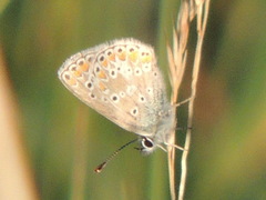 Aricia agestis