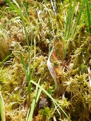 Drosera rotundifolia image