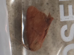 Apoda y-inversa