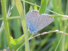 Cyaniris semiargus