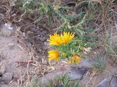 Scolymus hispanicus occidentalis