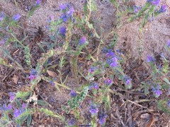 Echium gaditanum
