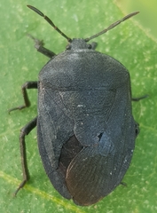 Coridius viduatus