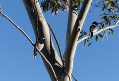 Cracticus nigrogularis