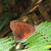 Pedaliodes zingara - Photo (c) Lepidoptera Colombiana 🇨🇴, algunos derechos reservados (CC BY-NC), subido por Lepidoptera Colombiana 🇨🇴