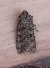 Euxoa terrenus