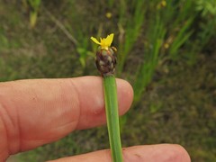 Xyris difformis