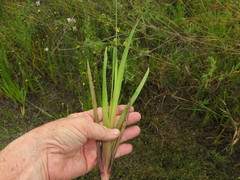 Xyris difformis