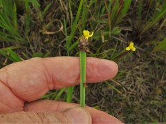 Xyris difformis
