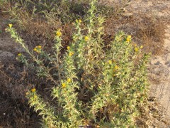 Scolymus hispanicus occidentalis