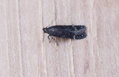 Chionodes sabinianae