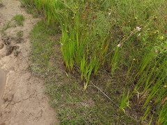 Xyris difformis