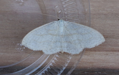 Scopula junctaria