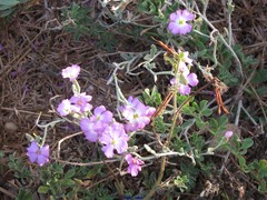 Malcolmia littorea