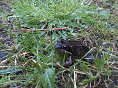 Rana temporaria