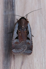 Parabagrotis formalis