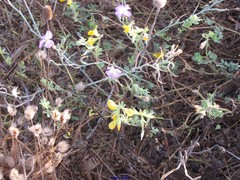 Malcolmia littorea