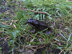 Rana temporaria