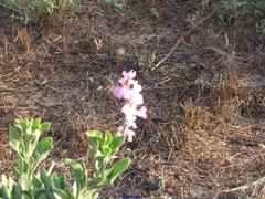 Limoniastrum monopetalum