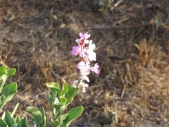 Limoniastrum monopetalum