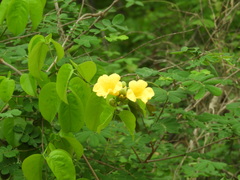 Adenocalymma inundatum