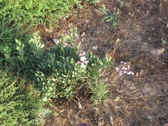 Limoniastrum monopetalum