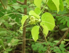 Adenocalymma inundatum