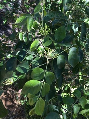 Micromelum minutum