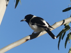 Cracticus nigrogularis