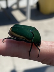 Cotinis mutabilis aurantiaca