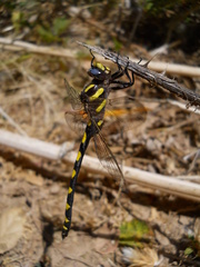 Cordulegaster dorsalis