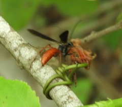 Sericopompilus neotropicalis
