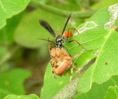 Sericopompilus neotropicalis
