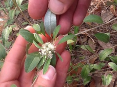 Croton argyranthemus