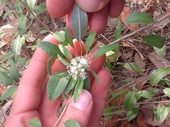 Croton argyranthemus